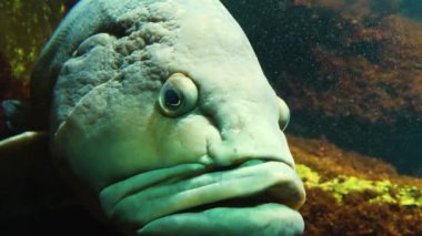 Orfoz balığının kafasını kapat. 