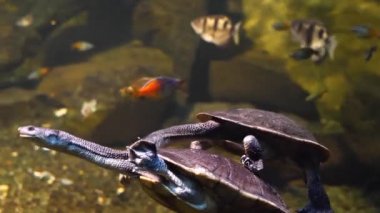 Yılan boyunlu kaplumbağaların arka arkaya yüzdüğü yere.