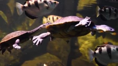 Yılan boyunlu kaplumbağaların arka arkaya yüzdüğü yere.