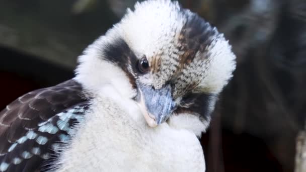 Zbliżenie Śmiać Kookaburra Głowa — Wideo stockowe