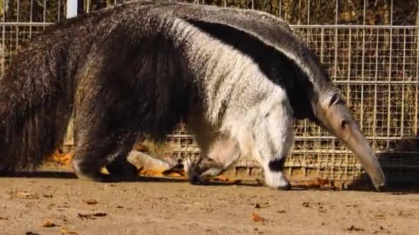 Close Anteater Walking Sunny Day — Stock video