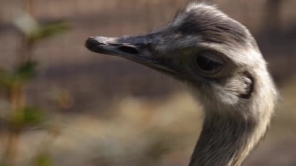 Close Nandu Grande Pássaro Ambulante — Vídeo de Stock