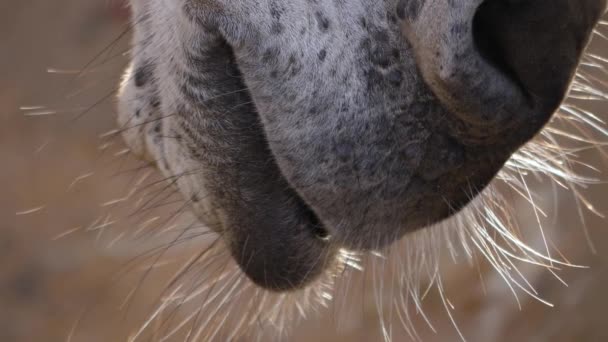 Close Somali Wild Ass Donkey — Stock video