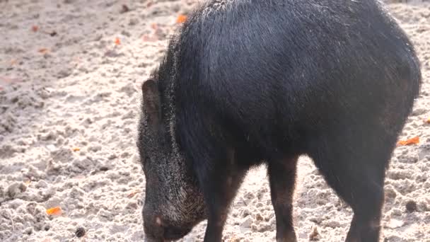 Nahaufnahme Eines Pekarschweins Sand — Stockvideo