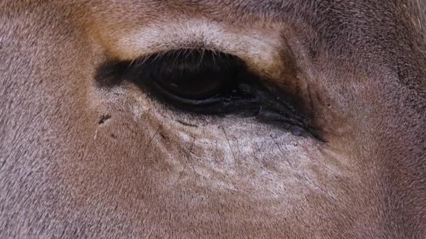 Close Somali Wild Ass Donkey — Stock video