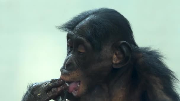Close Van Bonobo Baby Likken Het Vinger Hand — Stockvideo