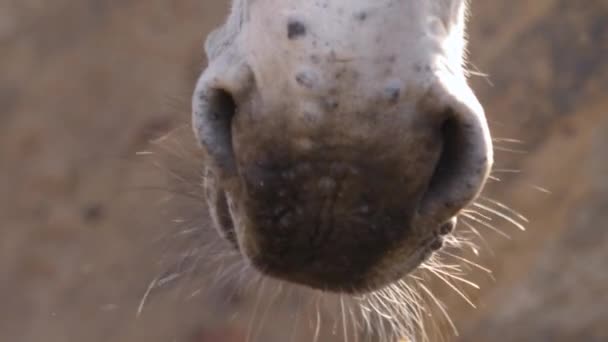 Close Somali Wild Ass Donkey — Wideo stockowe