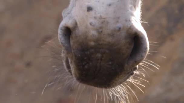 Close Somali Wild Ass Donkey — 图库视频影像