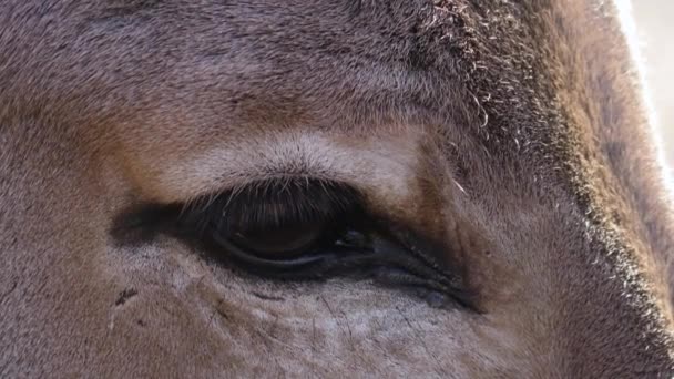 Close Somali Wild Ass Donkey — Stock videók