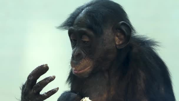 Primer Plano Bonobo Comiendo Mirando Alrededor — Vídeo de stock