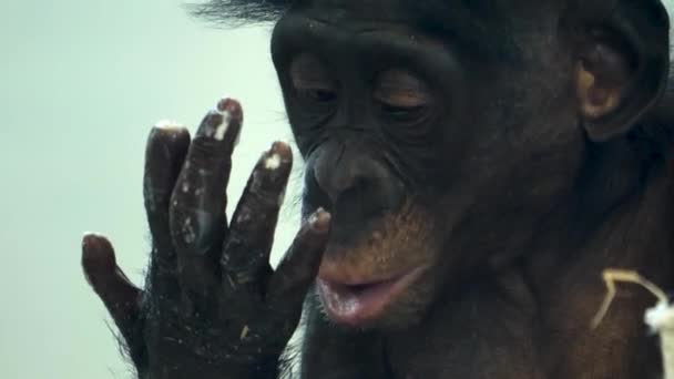 Großaufnahme Von Bonobo Der Isst Und Sich Umschaut — Stockvideo