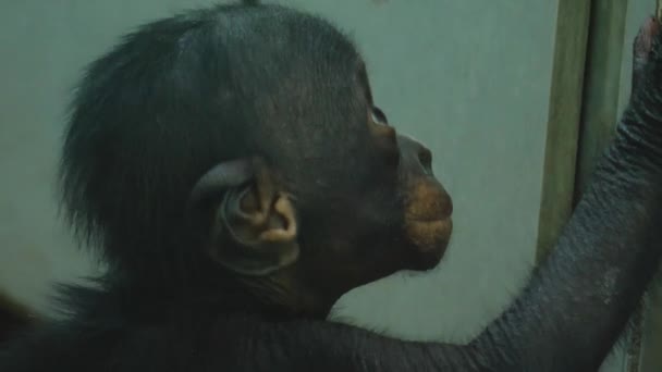 Close Van Bonobo Eten Rondkijken — Stockvideo