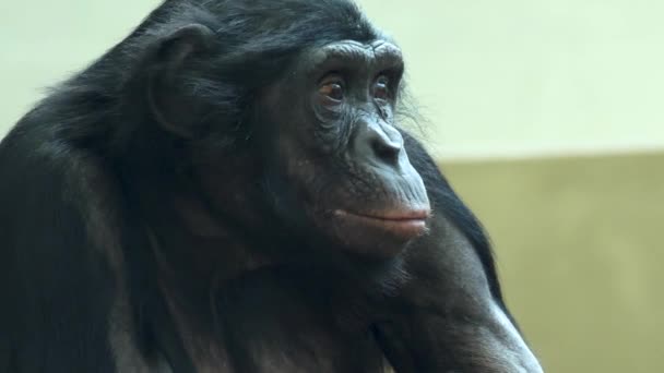 Primer Plano Bonobo Comiendo Mirando Alrededor — Vídeos de Stock