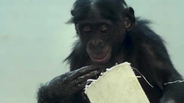 Close Bonobo Comendo Olhando Redor — Vídeo de Stock