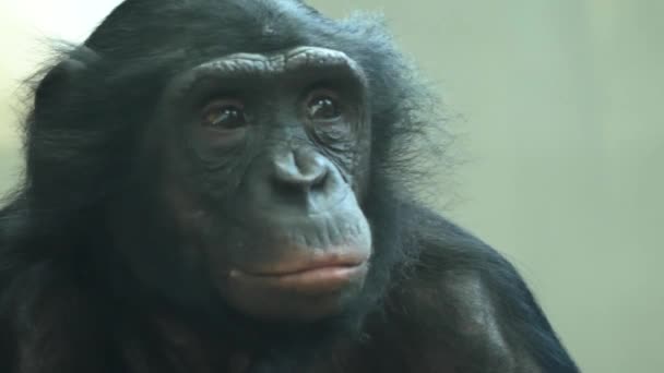 Primer Plano Bonobo Comiendo Mirando Alrededor — Vídeos de Stock