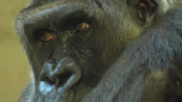 Närbild Gorilla Ansikte Ser Sig Omkring — Stockvideo