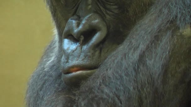 Close Cara Gorila Olhando Redor — Vídeo de Stock