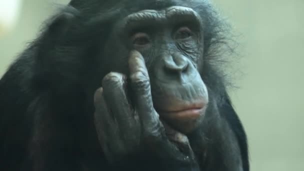 Närbild Bonobo Äta Och Sig Omkring — Stockvideo