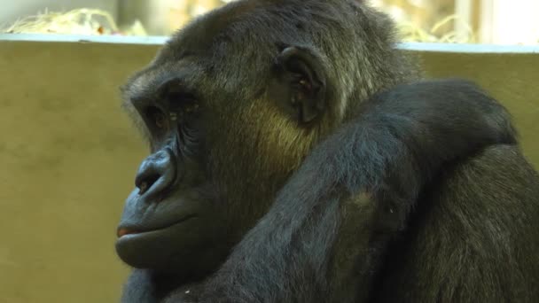 Close Cara Gorila Olhando Redor — Vídeo de Stock