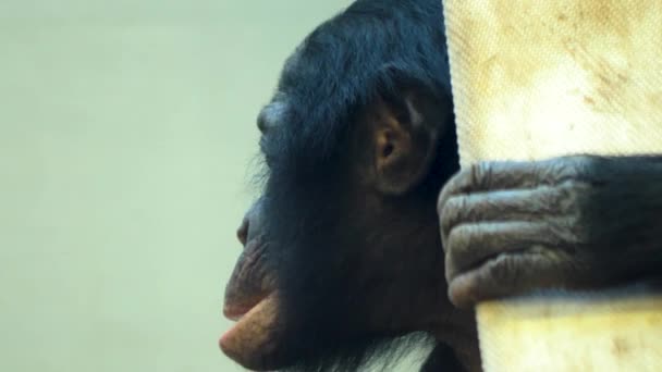 Närbild Bonobo Äta Och Sig Omkring — Stockvideo