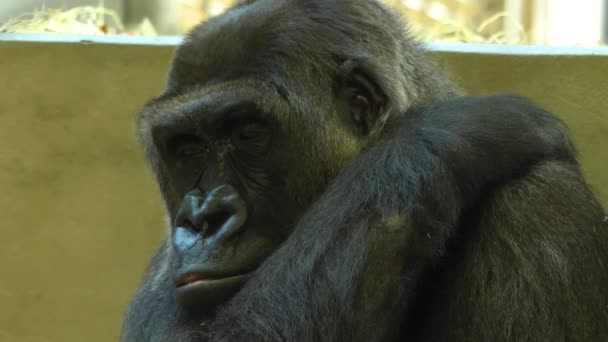 Zblízka Gorila Tvář Rozhlížející Kolem — Stock video