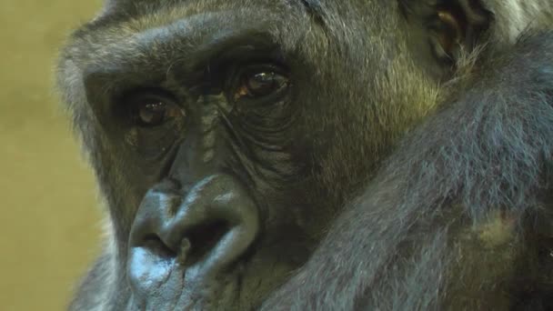 Primer Plano Cara Gorila Mirando Alrededor — Vídeos de Stock