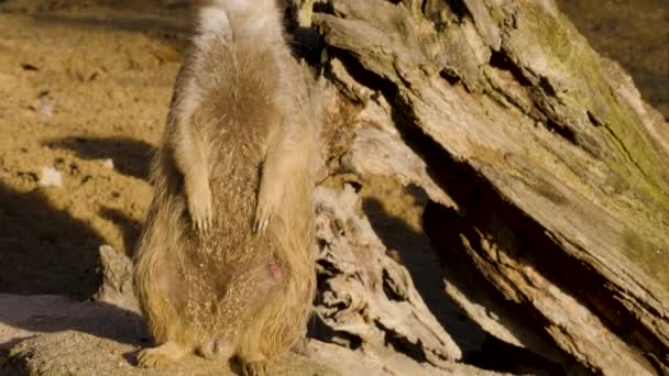 Gros Plan Deux Suricates Regardant Autour Par Une Journée Ensoleillée — Video