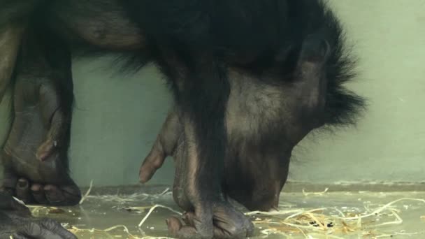 Großaufnahme Von Bonobo Der Isst Und Sich Umschaut — Stockvideo