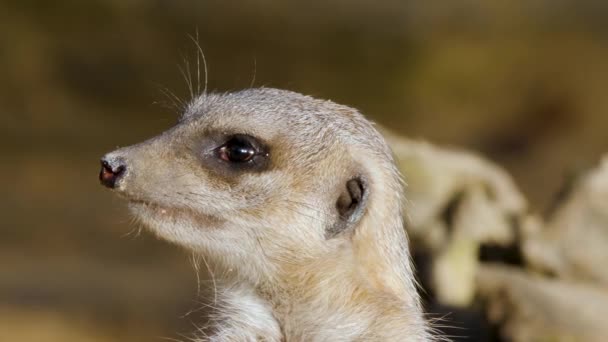 Gros Plan Deux Suricates Regardant Autour Par Une Journée Ensoleillée — Video