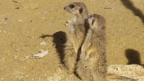 Close Two Meerkat Looking Sunny Day Dessert — Stock Video