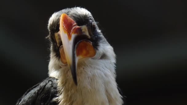 Κοντινό Πλάνο Του Toko Bird Von Der Deckens — Αρχείο Βίντεο