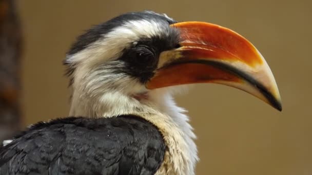 Großaufnahme Des Toko Vogels Von Der Deckens — Stockvideo