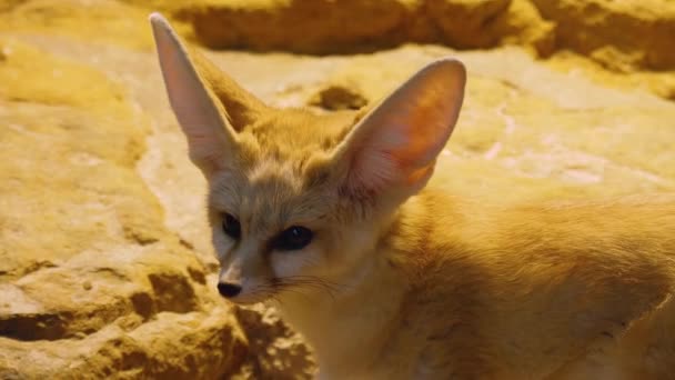 Primer Plano Del Zorro Fennec Desierto — Vídeos de Stock