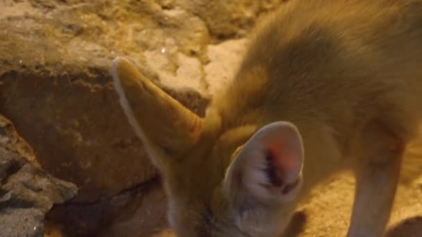 Κοντινό Πλάνο Της Αλεπούς Fennec Στην Έρημο — Αρχείο Βίντεο