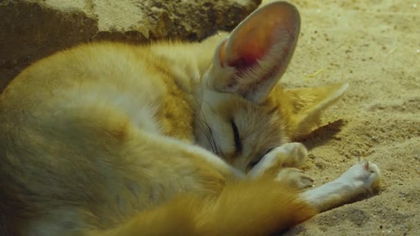 Κοντινό Πλάνο Της Αλεπούς Fennec Στην Έρημο — Αρχείο Βίντεο