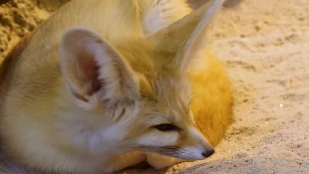 Närbild Fennec Räv Öknen — Stockvideo