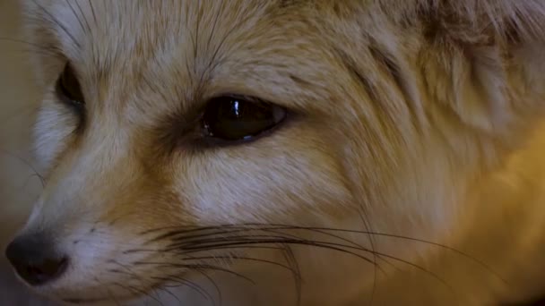 Close Van Fennec Vos Woestijn — Stockvideo