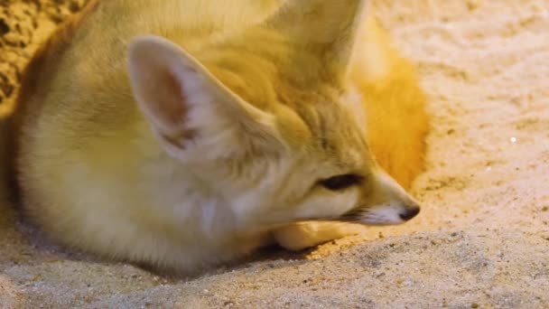 Çöldeki Fennec Fox Yaklaş — Stok video