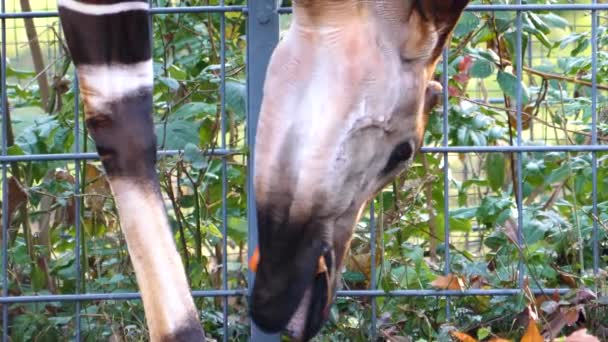 Gros Plan Tête Okapi Mangeant Des Feuilles — Video