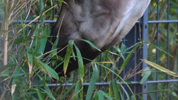 Primo Piano Della Testa Okapi Che Mangia Foglie — Video Stock