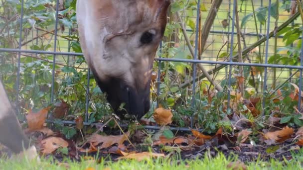 Κοντινό Πλάνο Του Κεφαλιού Okapi Τρώει Φύλλα — Αρχείο Βίντεο
