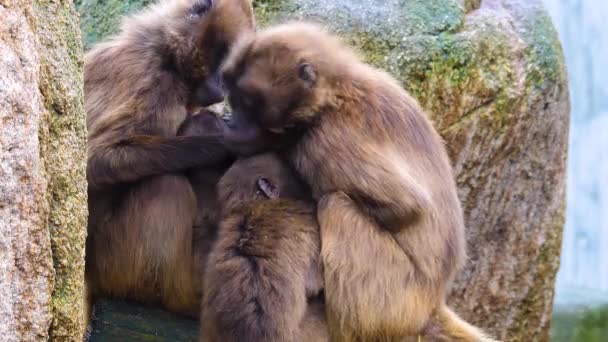 Primer Plano Los Monos Del Corazón Encorvados Babuinos — Vídeo de stock