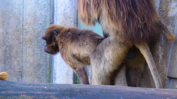 Gros Plan Babouins Cœurs Singes — Video