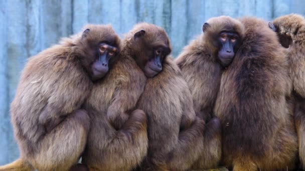 Close Macacos Coração Babuínos — Vídeo de Stock