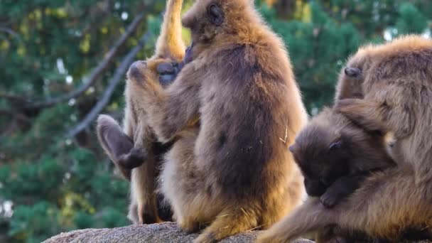 Närbild Blekning Hjärtapor Babianer — Stockvideo