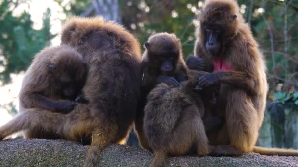 Gros Plan Babouins Cœurs Singes — Video