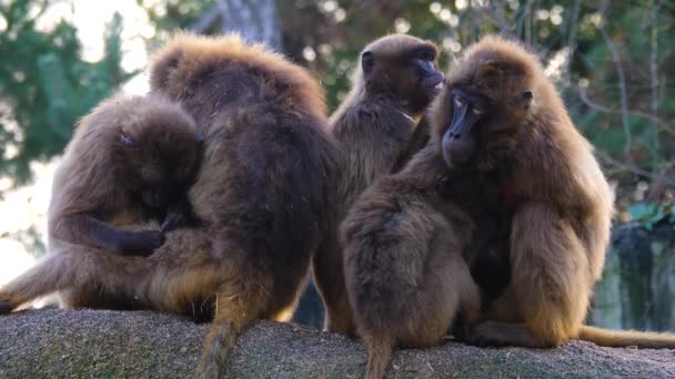Close Macacos Coração Babuínos — Vídeo de Stock