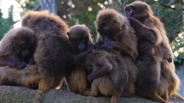 Close Bleading Heart Monkeys Baboons — Stock Video