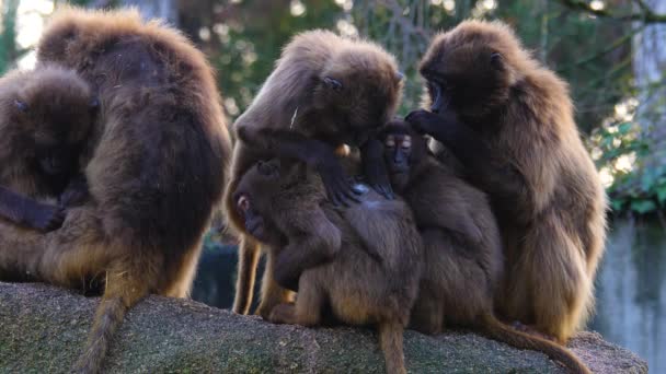 Primer Plano Los Monos Del Corazón Encorvados Babuinos — Vídeos de Stock