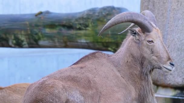 Close African Mountain Goat Head — Stock Video